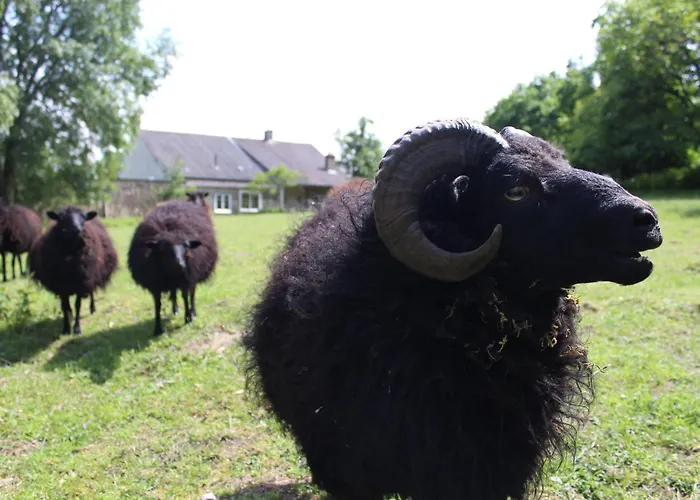 Semesterbostad De Charme Proche Du Mans Pour 6 Pers., Commerces A Pied, Equipe - Fr-1-410-258 *