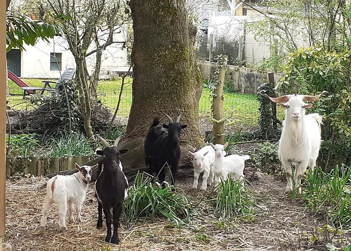 De Charme Proche Du Mans Pour 6 Pers., Commerces A Pied, Equipe - Fr-1-410-258 *